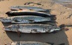 "Никакой рыбалки!": В Якутии главам запретили отпуск во время ледохода и пожаров
